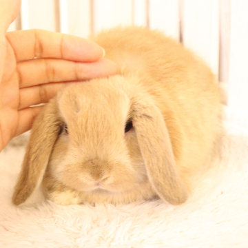 animal_image