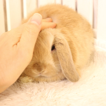 animal_image