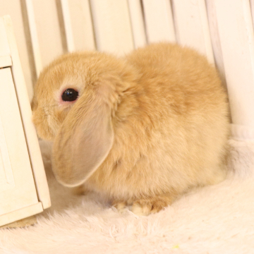 animal_image
