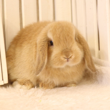animal_image