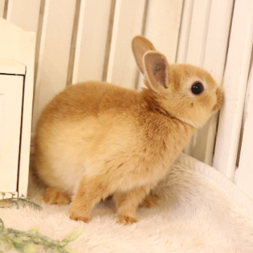 animal_image