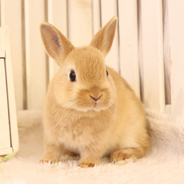 animal_image
