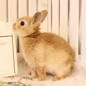 animal_image