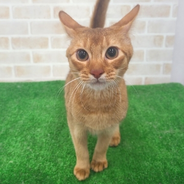 animal_image