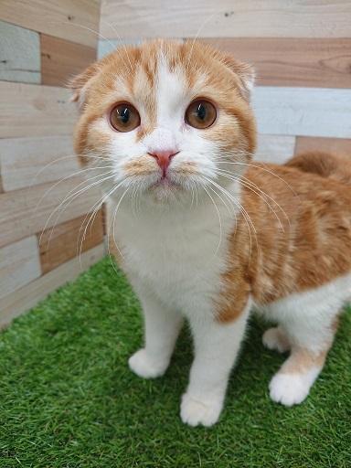 animal_image