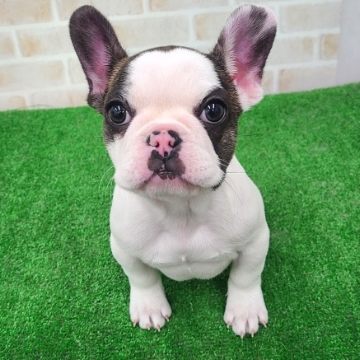animal_image