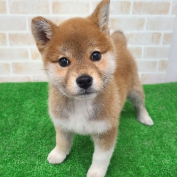 animal_image