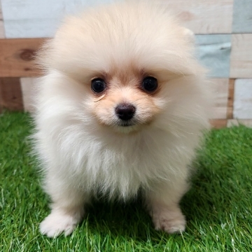 animal_image