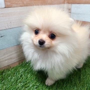 animal_image