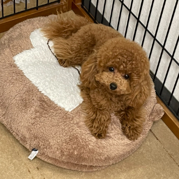 animal_image
