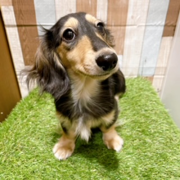 animal_image