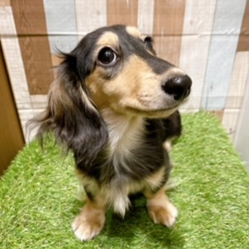 animal_image