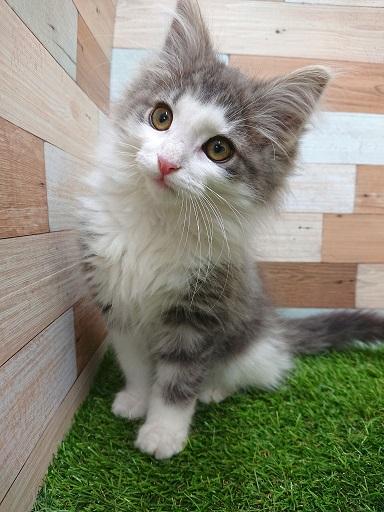 animal_image