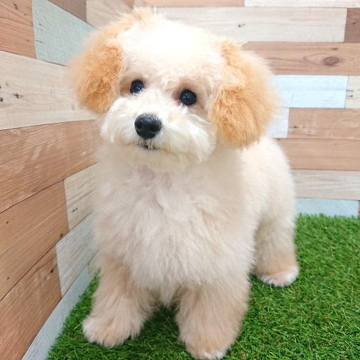 animal_image