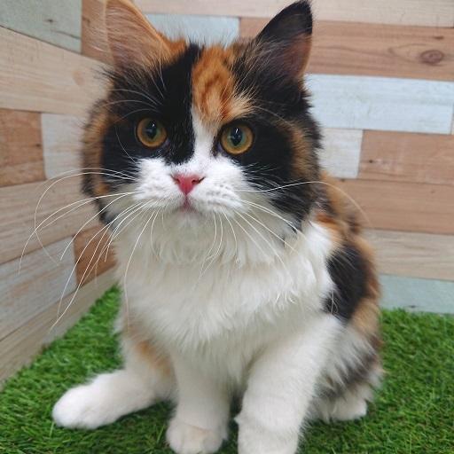 animal_image