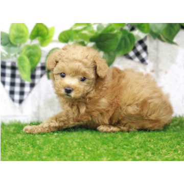 animal_image
