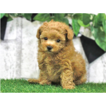 animal_image