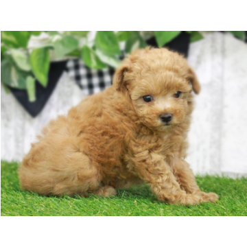 animal_image