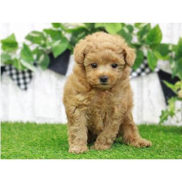 animal_image
