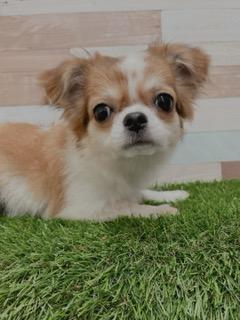 animal_image