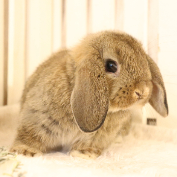 animal_image