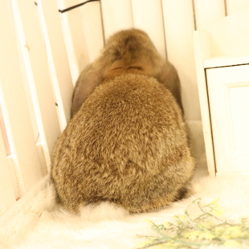 animal_image
