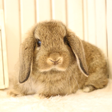 animal_image