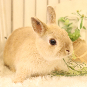 animal_image