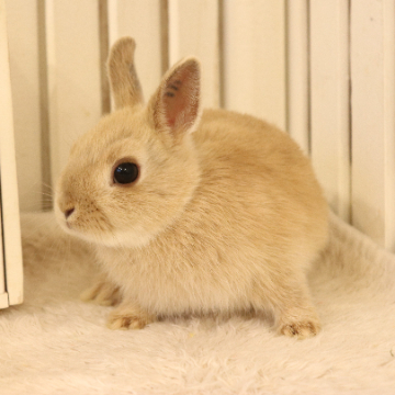 animal_image