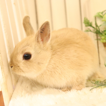 animal_image