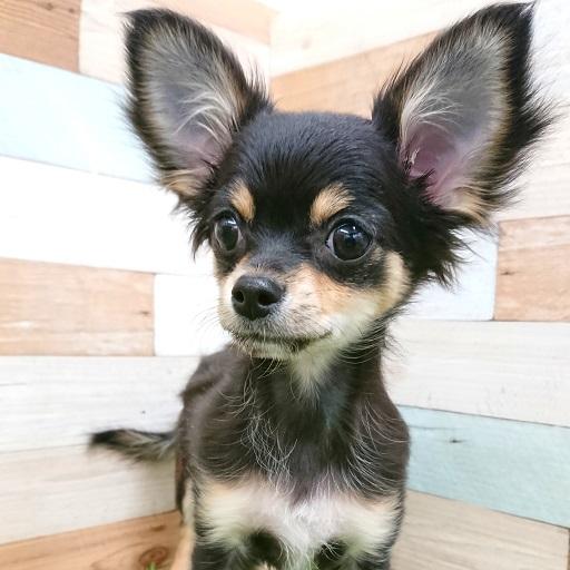 animal_image