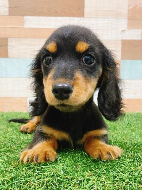 animal_image