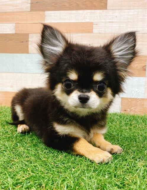 animal_image