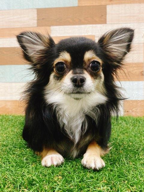 animal_image