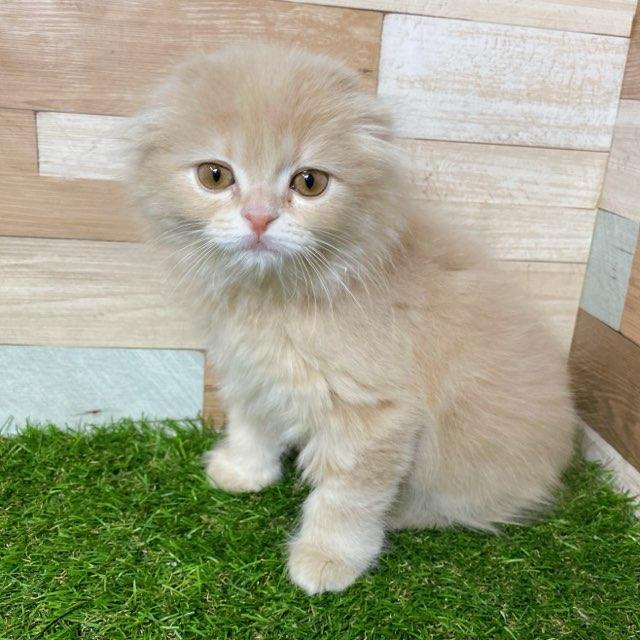 animal_image