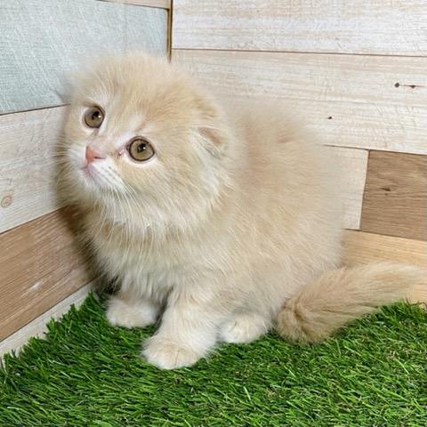 animal_image