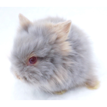 animal_image