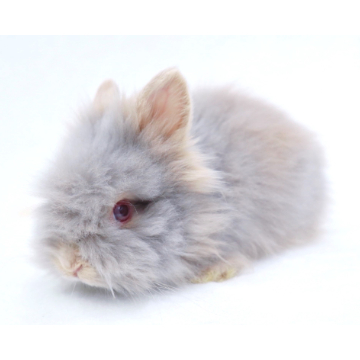 animal_image