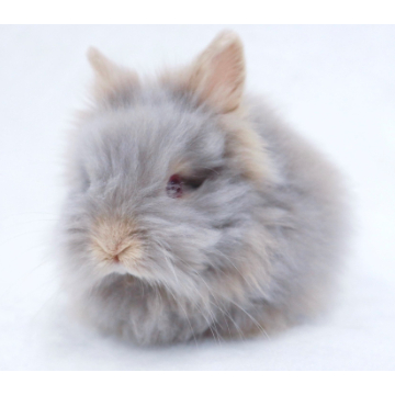 animal_image