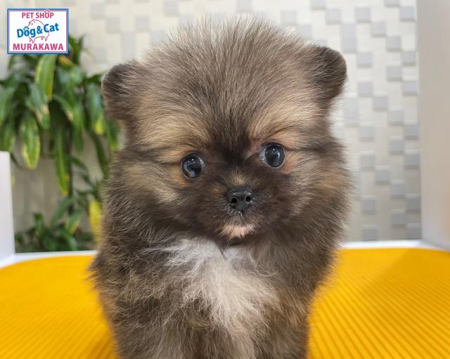 animal_image