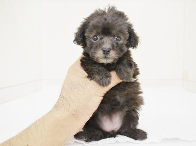 animal_image