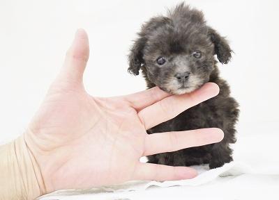 animal_image