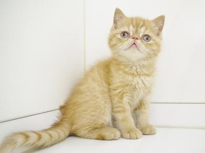 animal_image