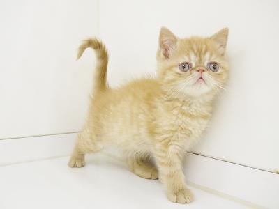animal_image