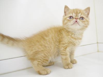 animal_image