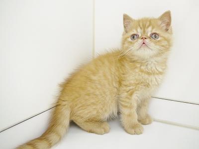 animal_image