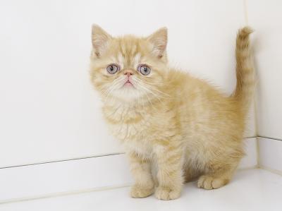 animal_image