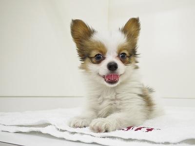animal_image