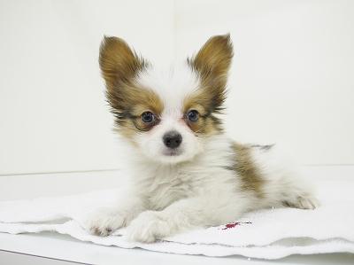 animal_image