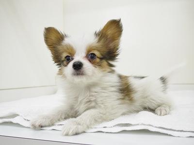 animal_image